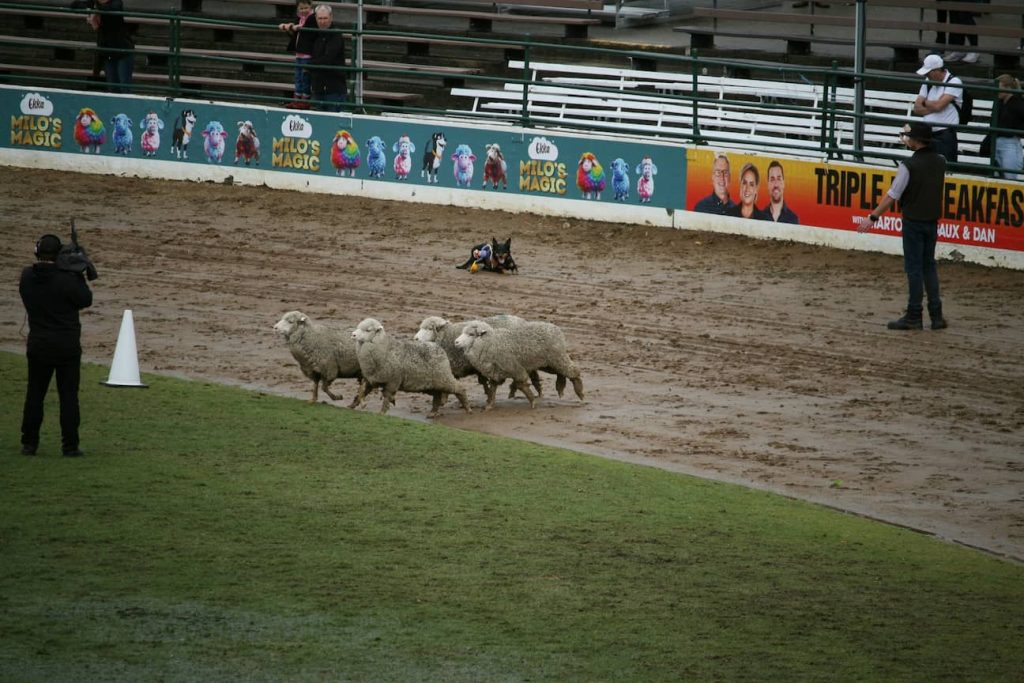 Animal Racing Betting